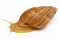 Scutalus tupacii semiadult